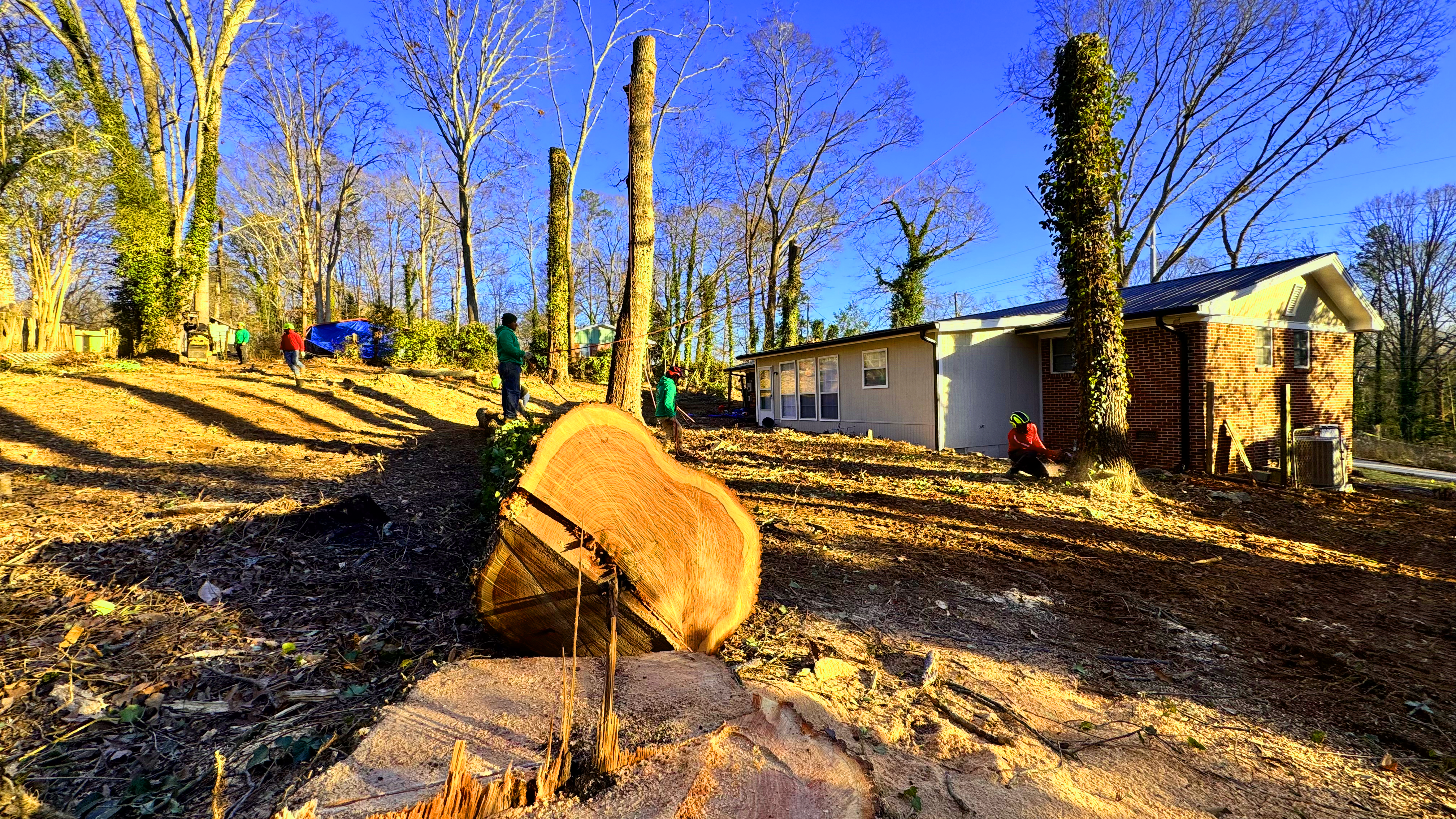 Tree Removal