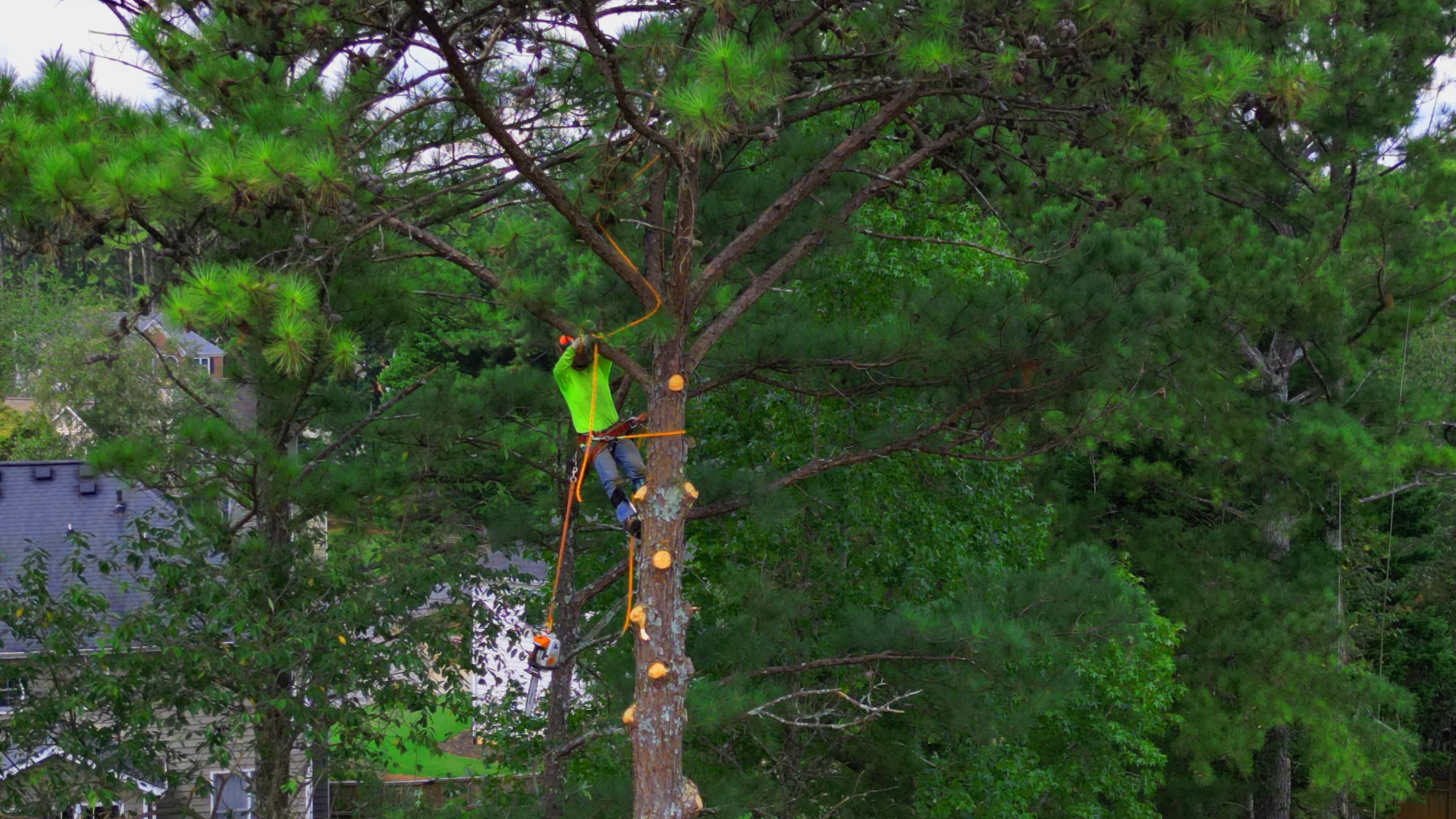 Trimming Tree