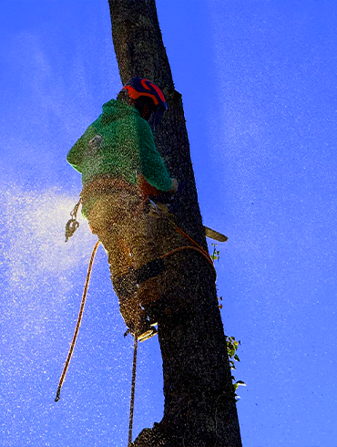 Tree Removal